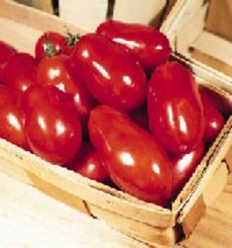 Macero II Tomato TM368-20