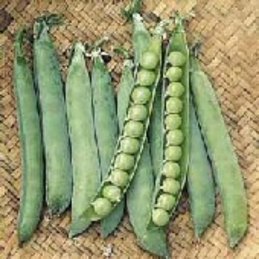 Maestro Sweet Peas PE16-50