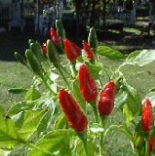 Mak Phet Hot Peppers HP1914-10