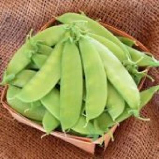 Mammoth Melting Sugar Snow Peas PE8-50_Base