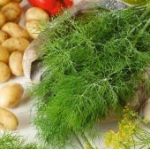 Mammoth Dill HB109-100