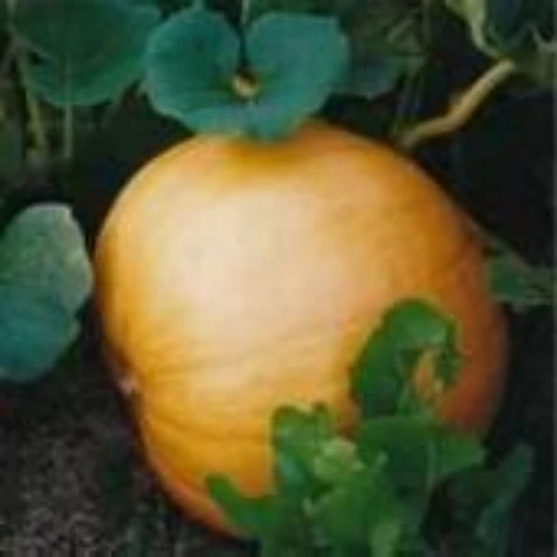 Mammoth King Pumpkins PM41-10