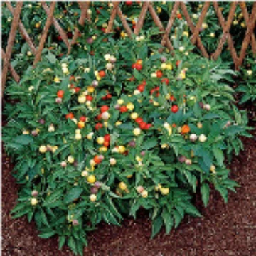 Marbles Pepper Seeds