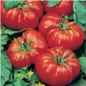 Marmande Tomato Seeds