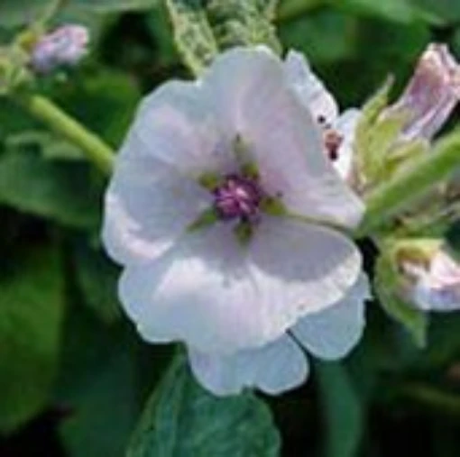 Marshmallow HB80-100
