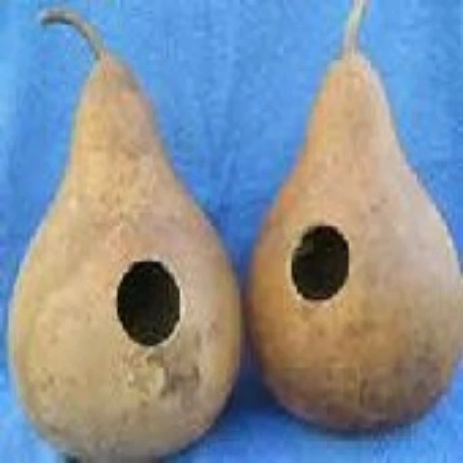 Martin Birdhouse Gourds GD49-10