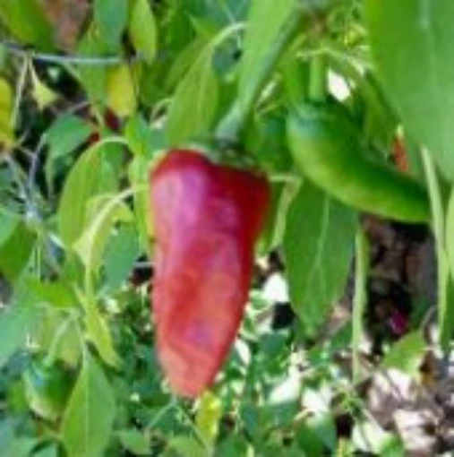 Martin's Carrot Hot Peppers HP411-20