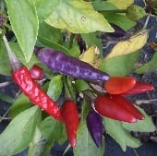 Masquerade Hot Peppers HP371-10