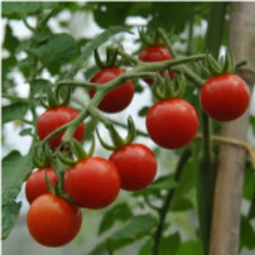 Matt's Wild Cherry Tomato Seeds