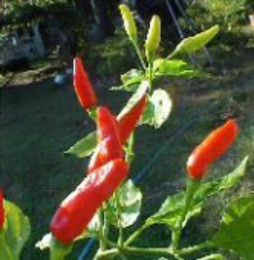 McDonald's Orange Grove Hot Peppers HP1920-10