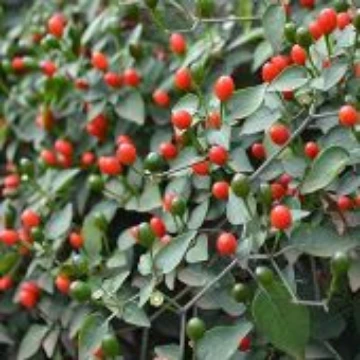 McMahon's Texas Chiltepin Pepper Seeds