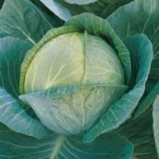 Megaton Cabbage CB39-25