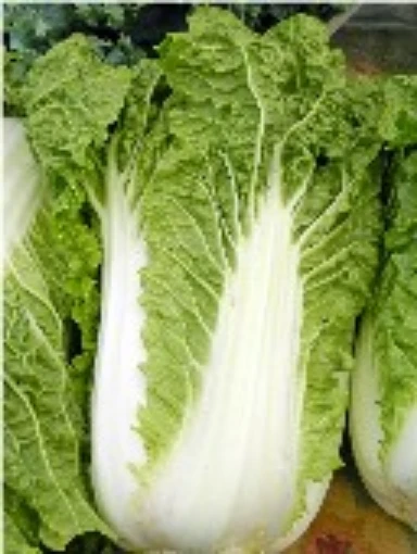 Michihili Chinese Cabbage CB5-50