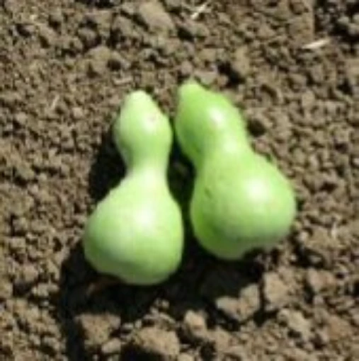 Miniature Bottle Gourds GD30-10