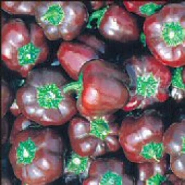 Miniature Chocolate Bell Pepper Seeds