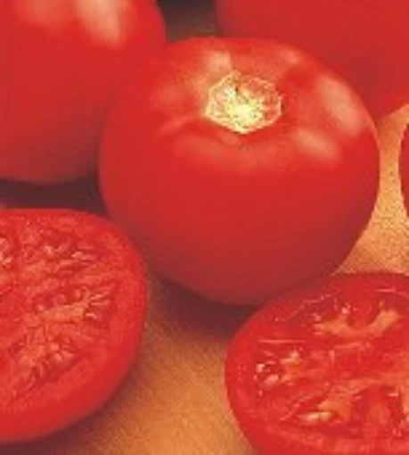Miracle Sweet Tomato TM81-10