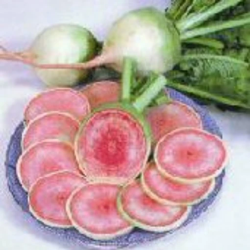 Misato Rose Radishes RD41-50