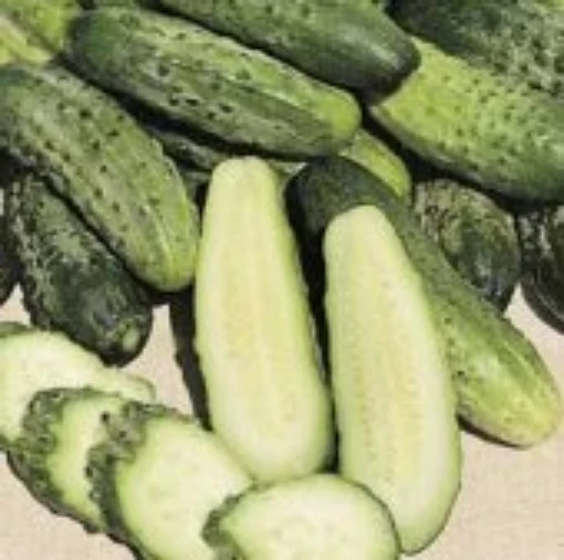 Miss Pickler Cucumbers CU59-20