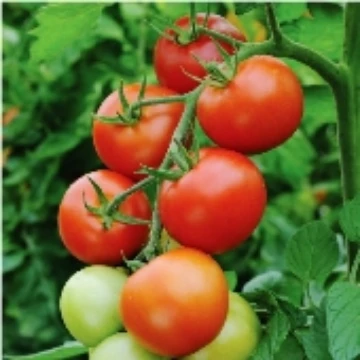 Moneymaker Tomato Seeds