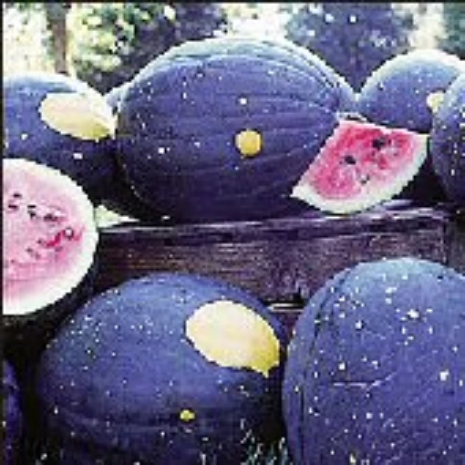 Moon & Stars Watermelons (Van Doren) WM10-20