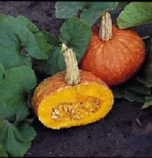 Mooregold Squash SQ57-10