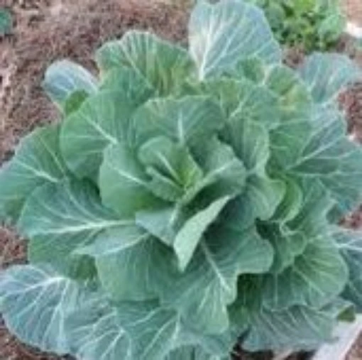 Morris Heading Collards CD4-100
