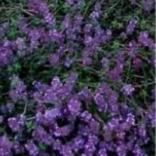 Thyme (Mother of Thyme) HB146-100_Base