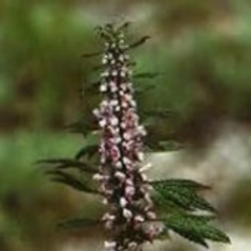 Motherwort HB50-100