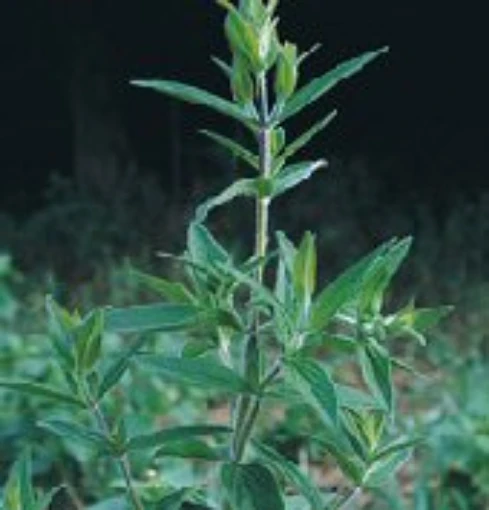 Mountain Mint HB75-100