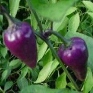 Mr Purple Pepper Seeds
