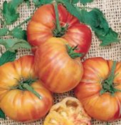 Mr Stripey Tomato TM87-20