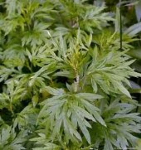 Mugwort HB51-100