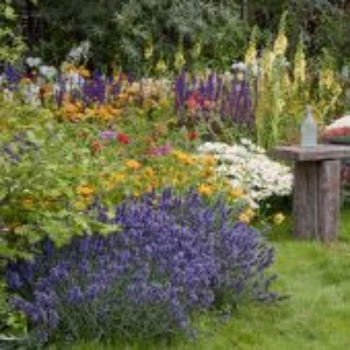 Munstead Lavender HB120-100