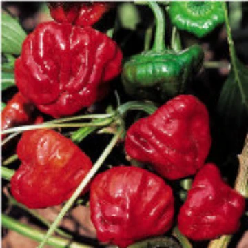 Mushroom Red Pepper Seeds