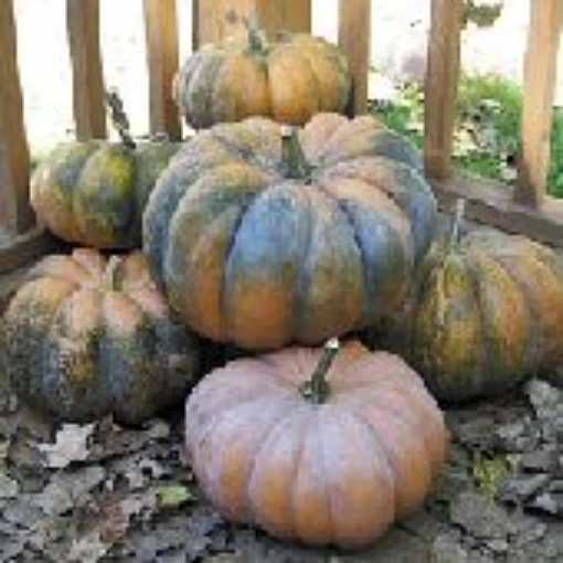 Musquee de Provence Pumpkins PM50-10