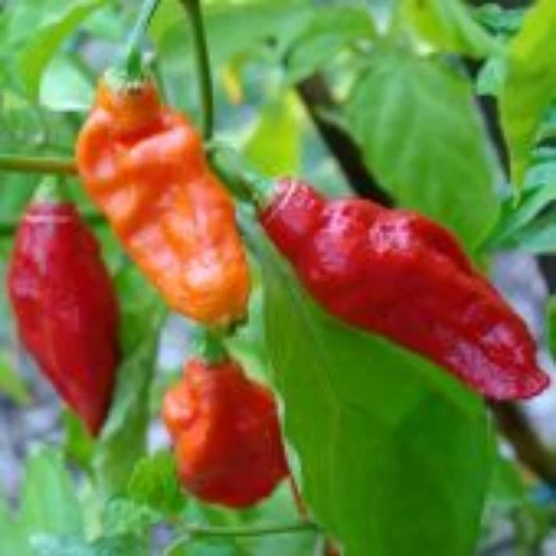 Naga Jolokia Hot Peppers HP1940-5