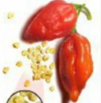 Naga Morich Pepper Seeds