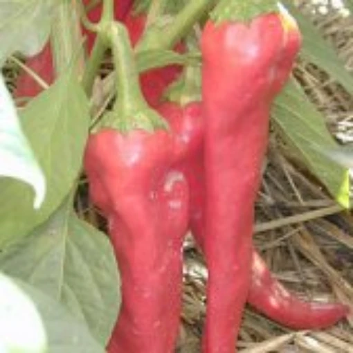 Nambe Supreme Hot Peppers HP1097-10