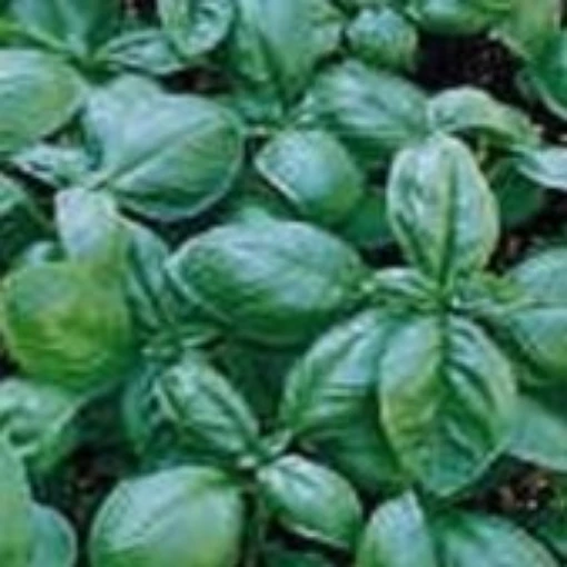 Napoletano Basil HB108-100