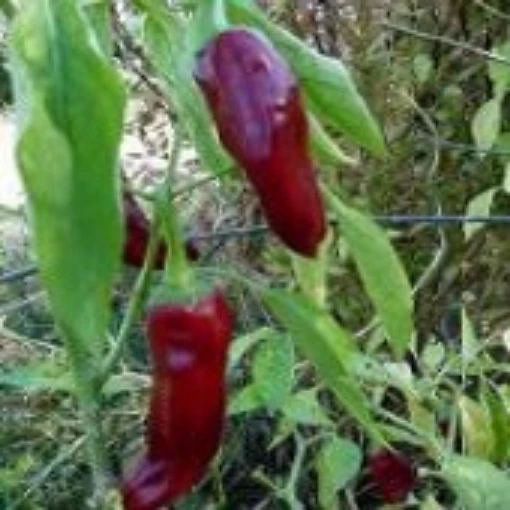 Navajo Hot Peppers HP161-10