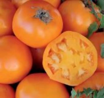 Nebraska Wedding Tomatos Seeds