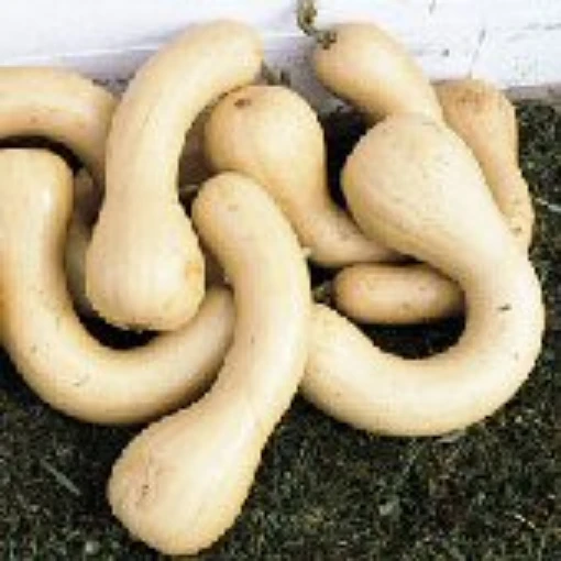 Neck Pumpkin Squash SQ70-20