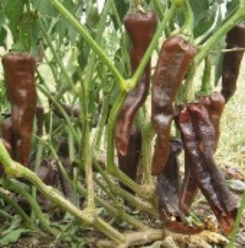 Negro de Valle Pepper Seeds