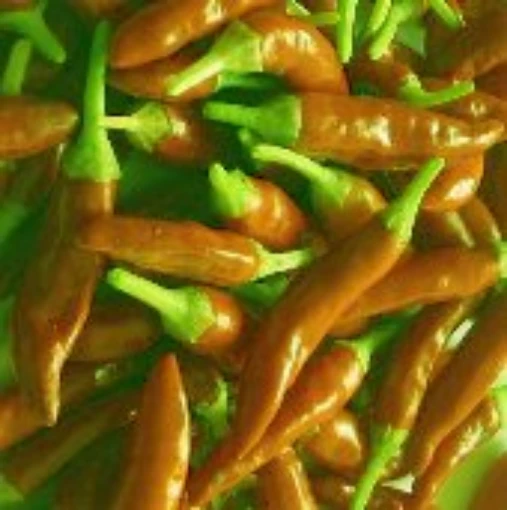 Nepali Hot Peppers (Orange) HP469-10