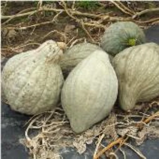 New England Blue Hubbard Squash SQ68-20