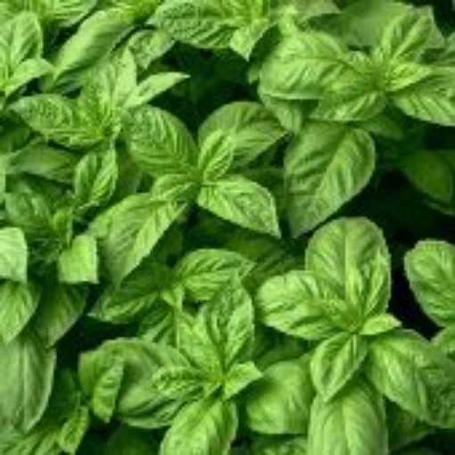 Nufar Basil HB111-100
