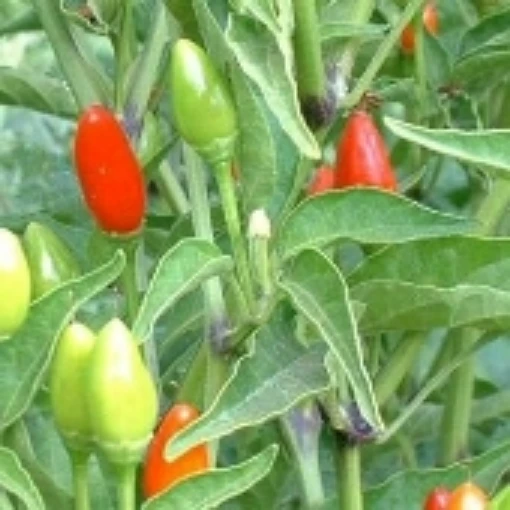 NuMex Bailey Piquin Hot Peppers HP162-20
