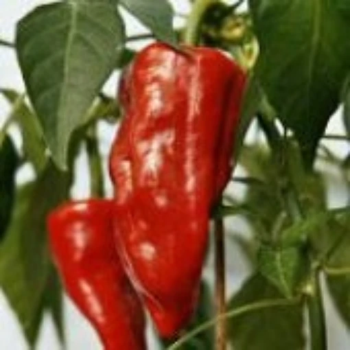NuMex Chimayo Hot Peppers HP1307-20
