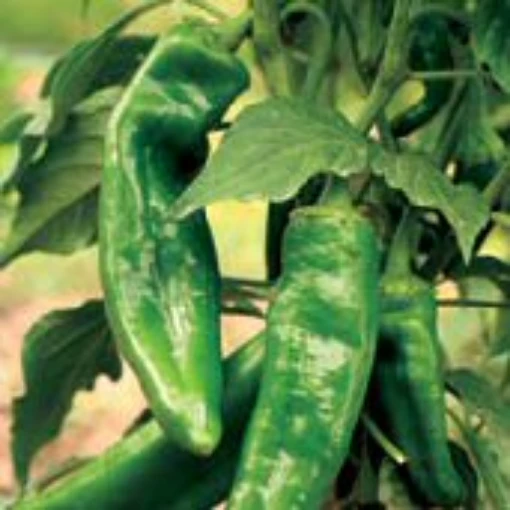NuMex Conquistador Hot Peppers HP165-20