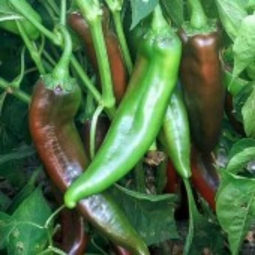NuMex Rio Grande Hot Peppers HP1308-20